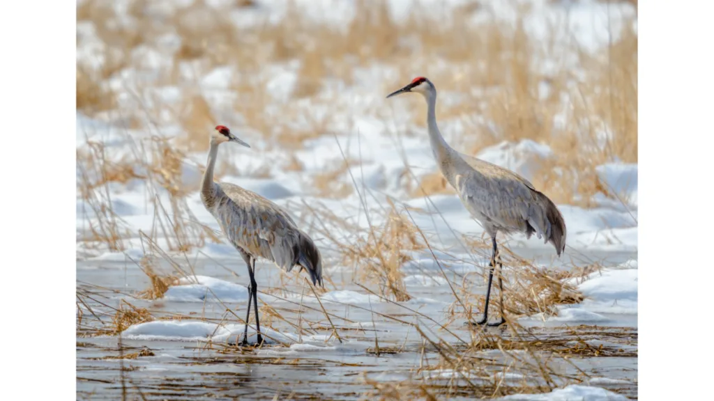 Le Qi Gong et les animaux : une inspiration de la nature