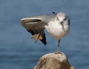 Lire la suite à propos de l’article Le Qi Gong pour développer votre sens de l’équilibre